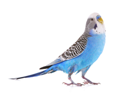 blauer Wellensittich blauer Wellensittich